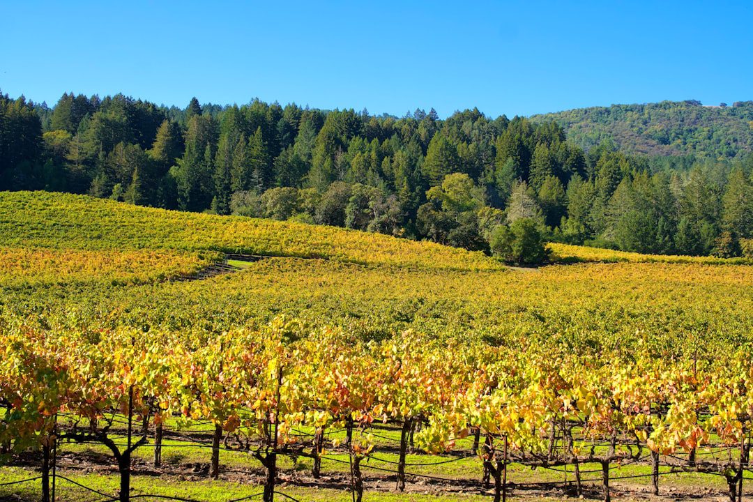 Best Autumn Wines 2026: What to Drink as the Nights Draw In