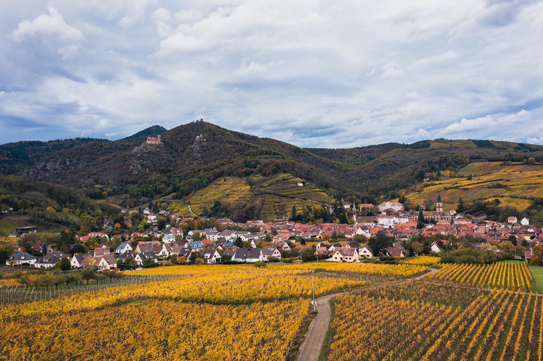 WSET Diploma D3 Exam: 12 Tips That Actually Help