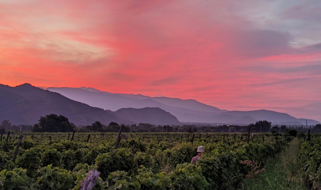 Georgian Wine Guide: Qvevri, Amber Wine and 8,000 Vintages