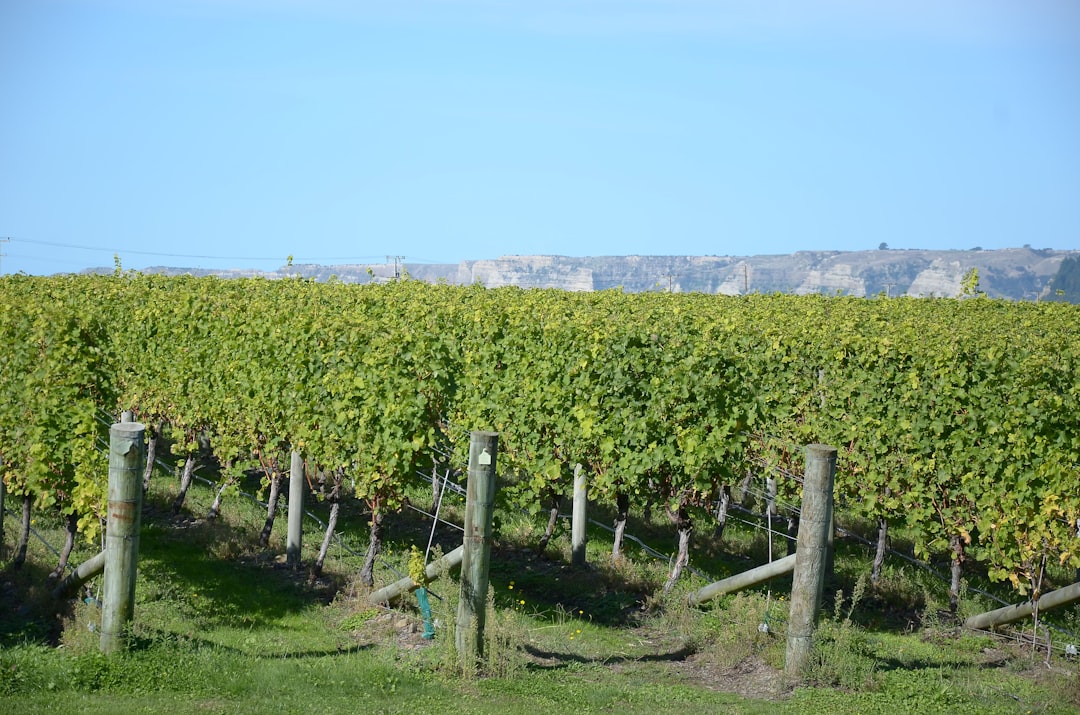 Argentine Wine Guide: Malbec, Mendoza, and More