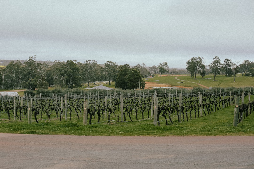 Australian Wine: A Complete Beginner's Guide