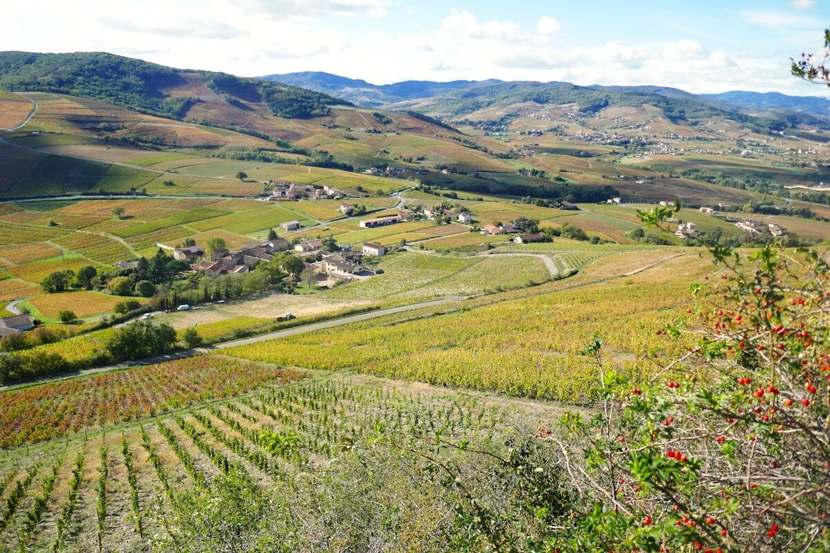 Beaujolais Wine Guide: The Most Misunderstood Wine in France