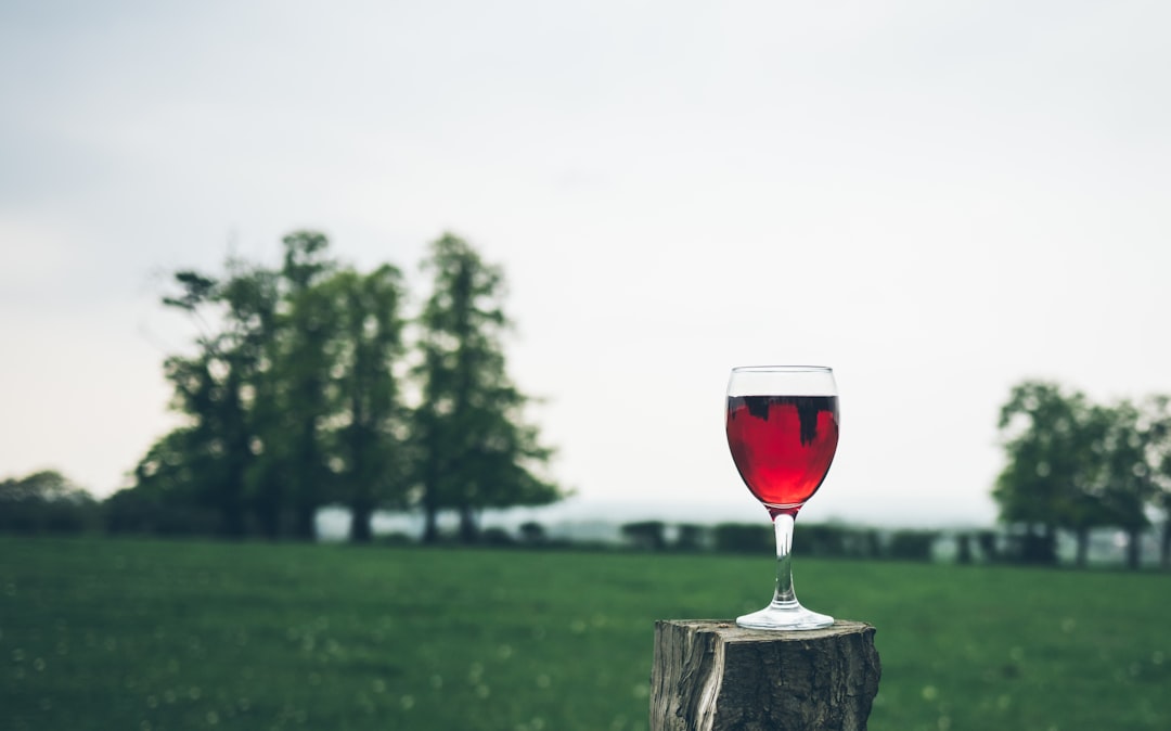 Best Chilled Red Wines for Summer 2026: 8 Picks for the Ice Bucket