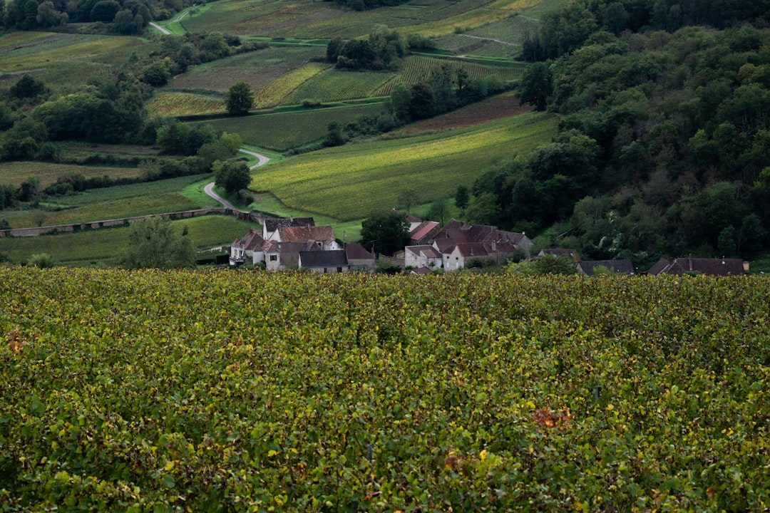 Bordeaux Wine Guide: Left Bank, Right Bank, and Everything Between
