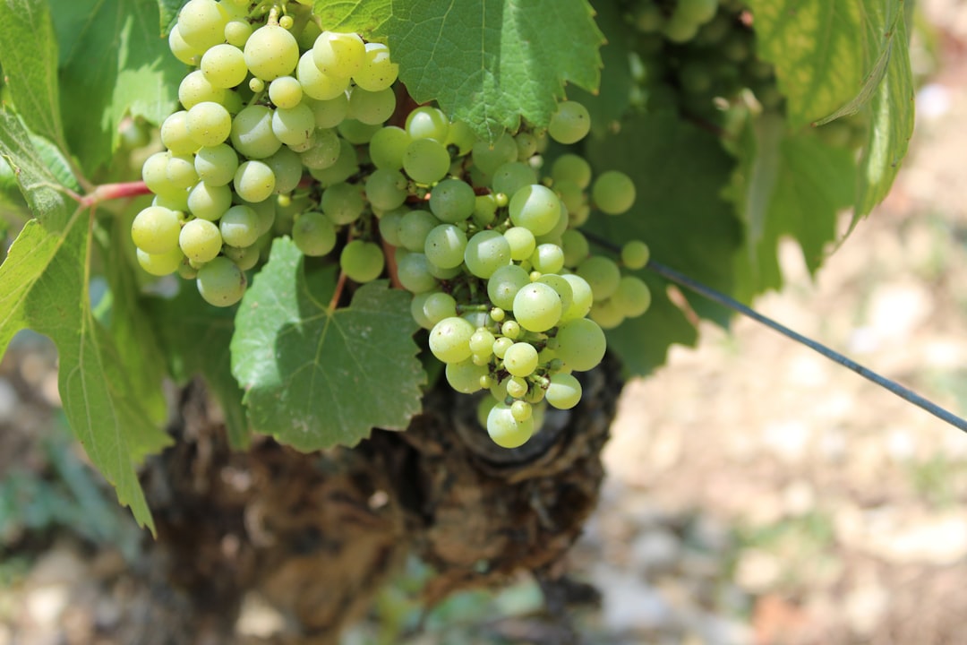 Chardonnay Without Apologies: The Spectrum From Chablis to Napa
