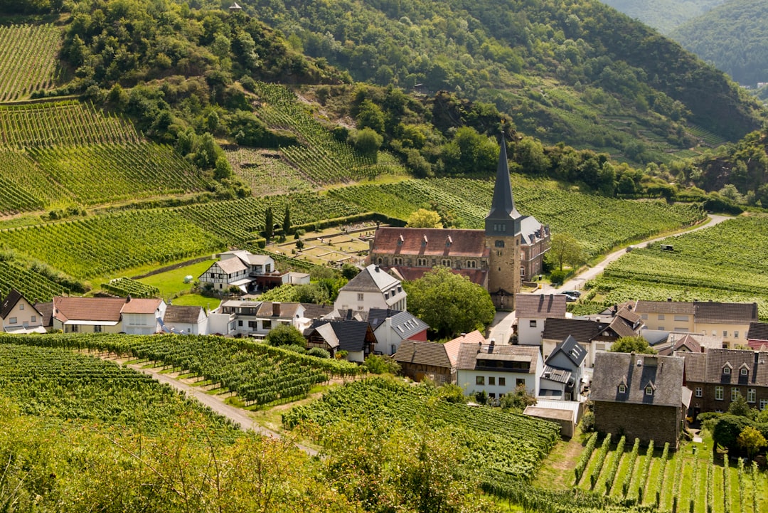 German Wine Guide: Riesling, Regions, and What to Buy