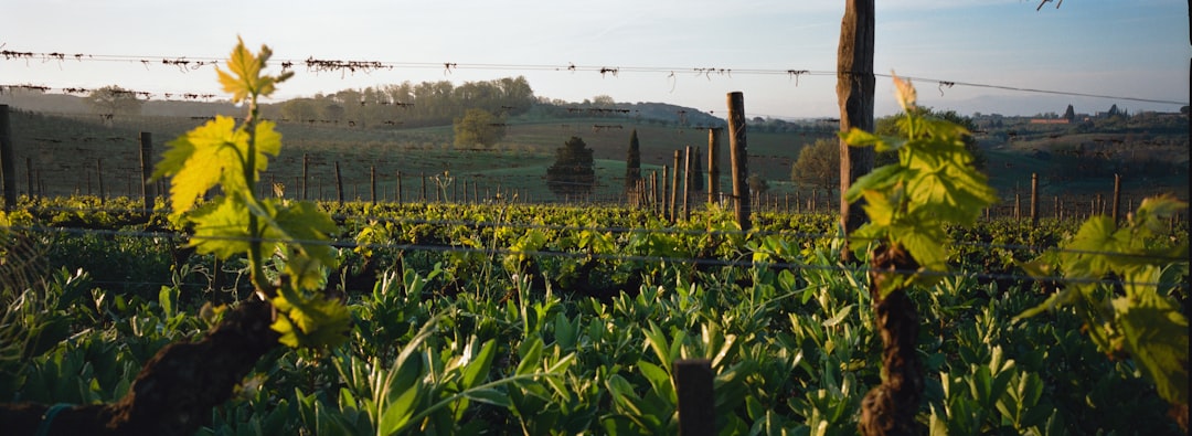 Italian Wine Beyond Tuscany: A Guide