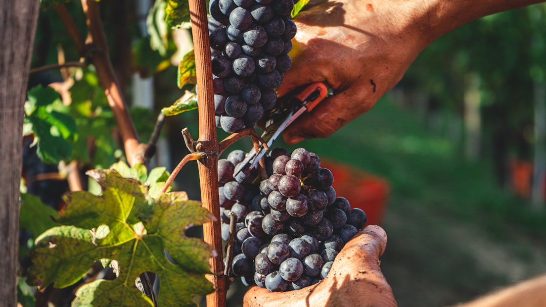 Nebbiolo: The Grape Behind Barolo, Barbaresco & Italy's Most Demanding Reds