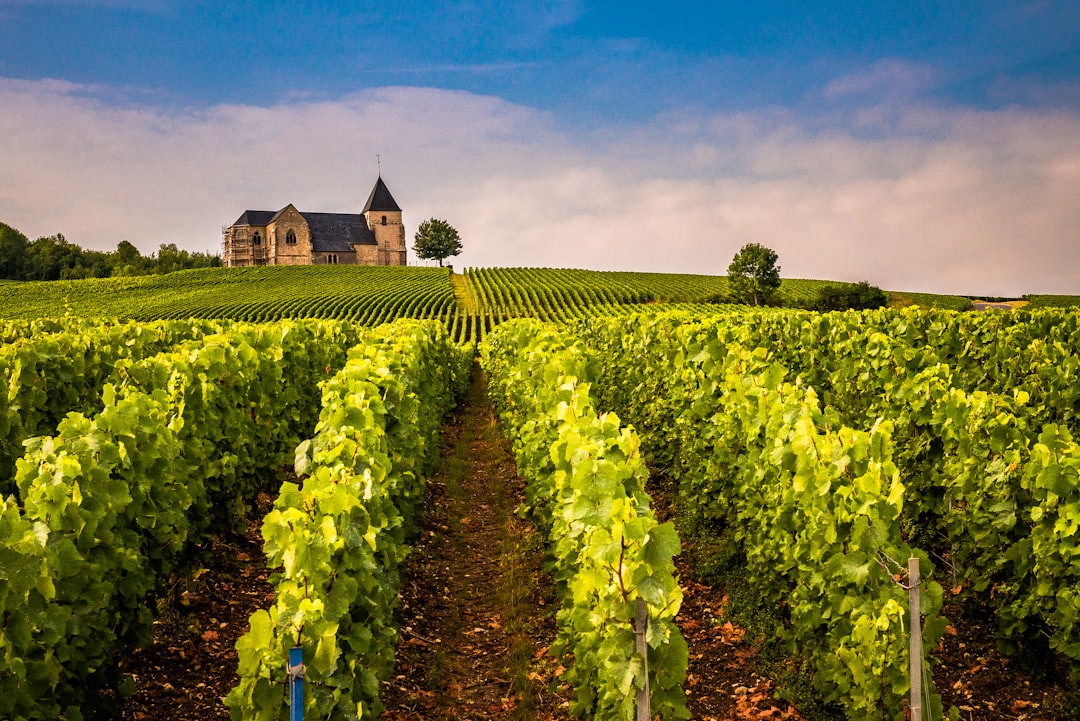 Old World vs New World Wine: What the Difference Really Means