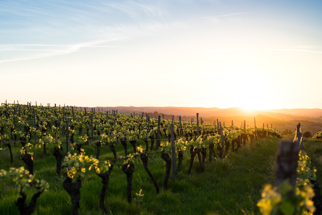 Top 10 Wine Regions for a Romantic Getaway With Your Partner