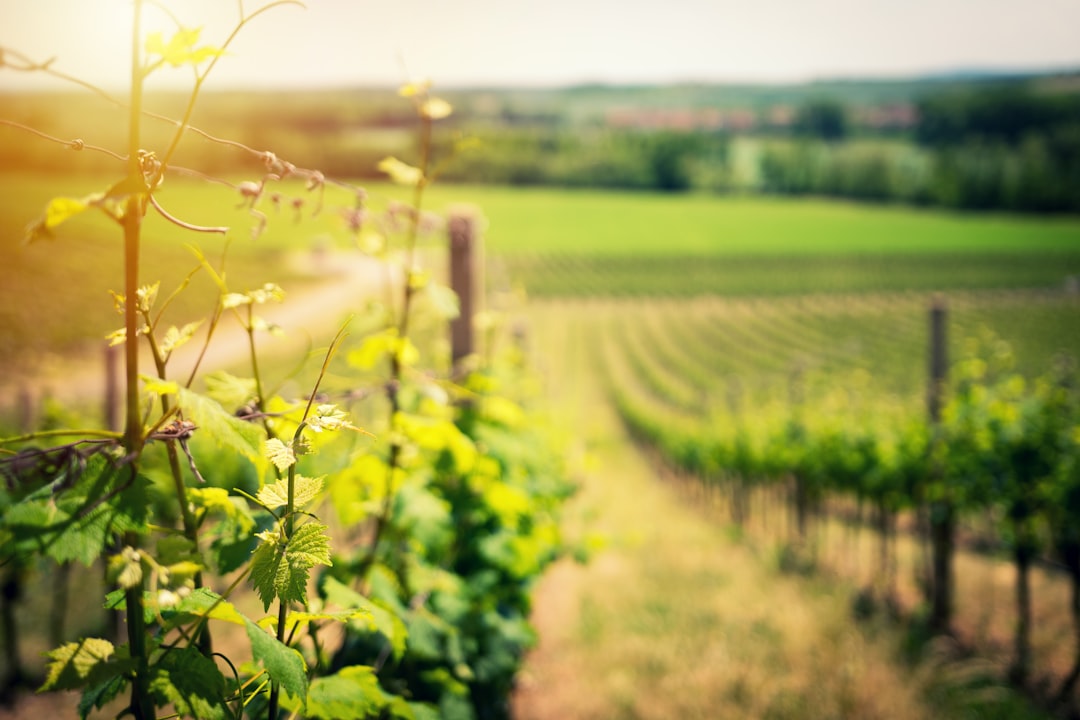 Top 10 Wine Regions to Visit This Summer 2026 (Without the Crowds)