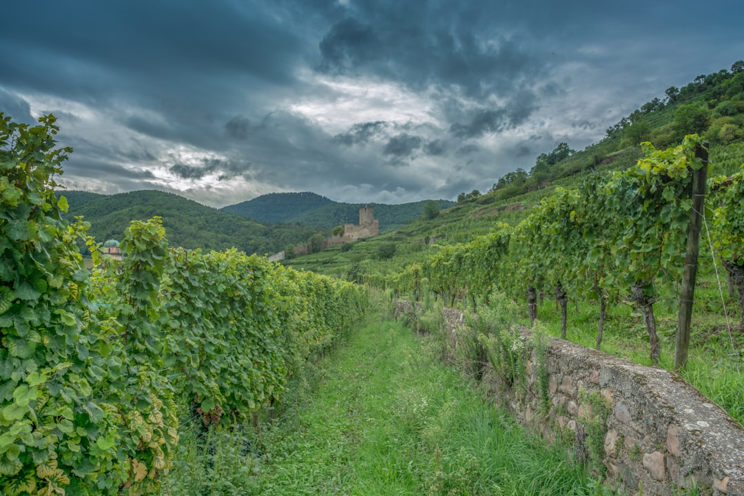 12 Underrated Wine Regions Worth Exploring