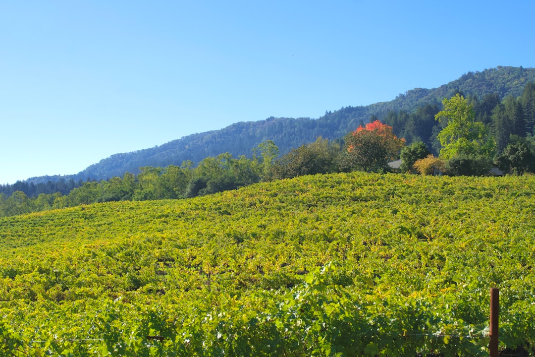 California Wine Country Guide