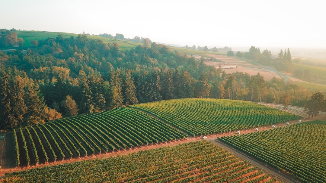 Oregon Wine Country Guide