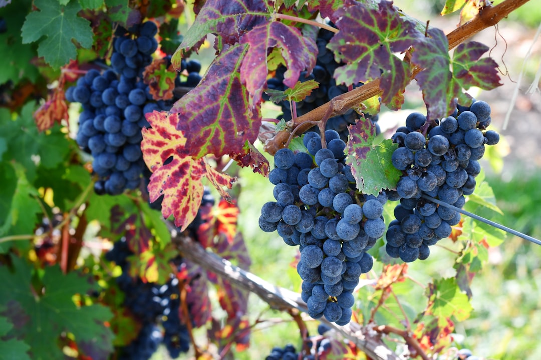 Cabernet Franc Wine Guide