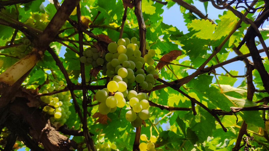Chenin Blanc Wine Guide
