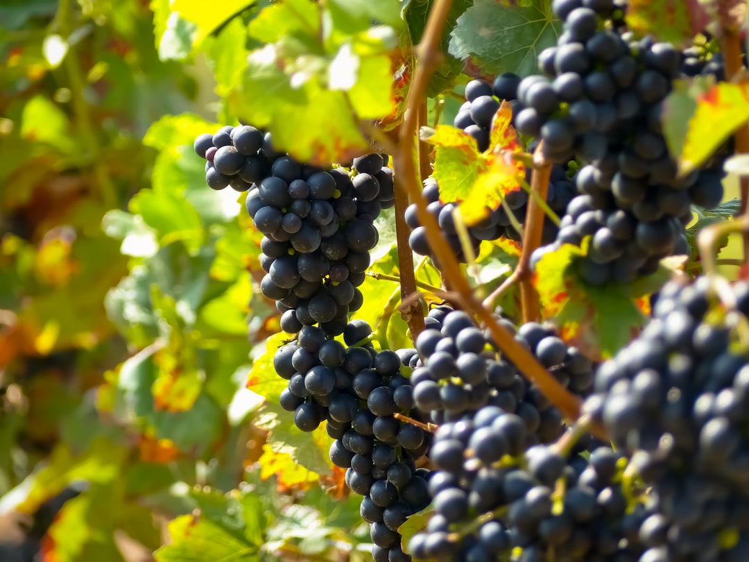 Syrah vs Shiraz: Same Grape, Two Worlds