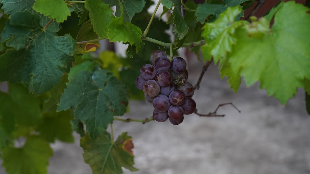 Tempranillo Wine Guide