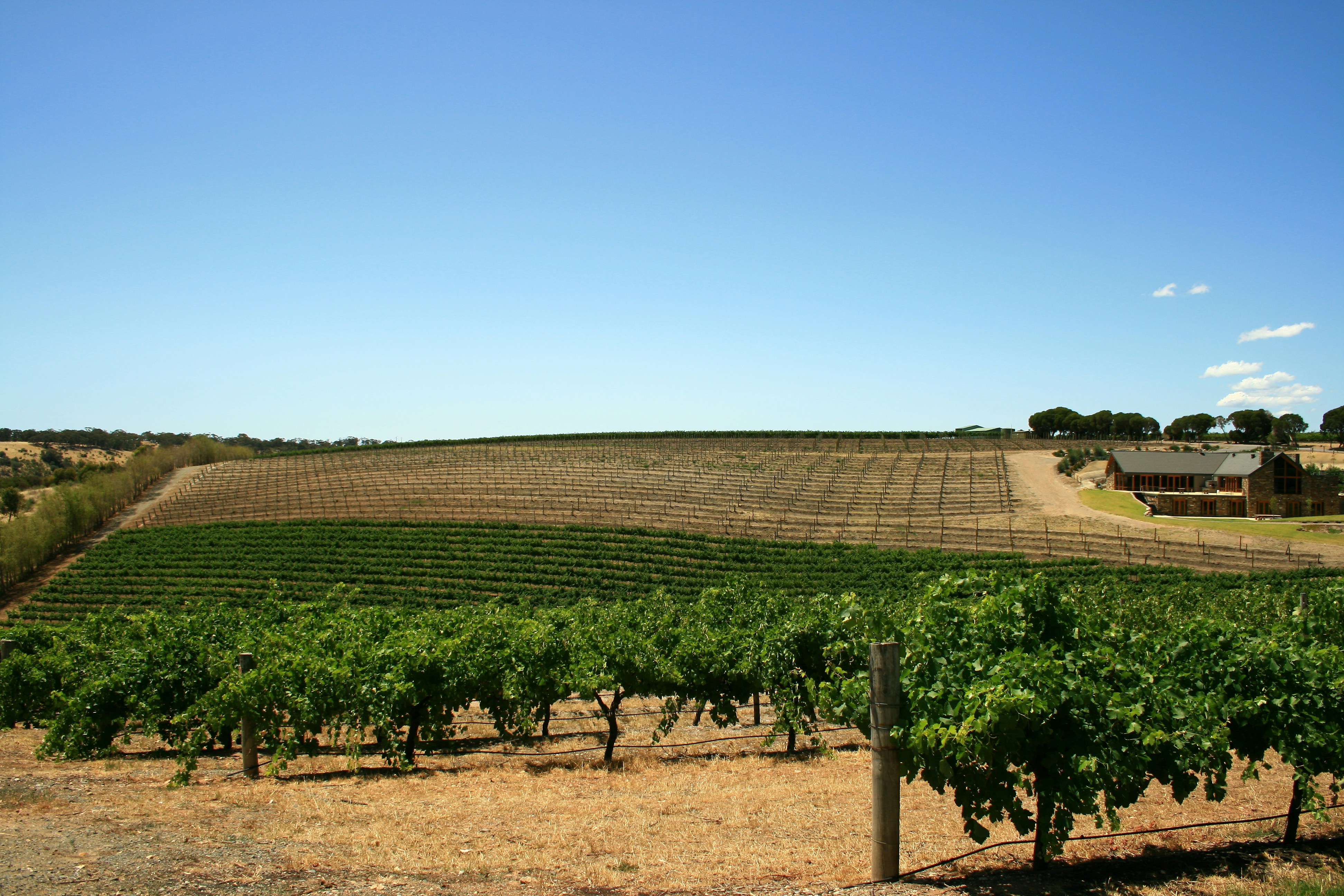 Barossa Valley Wine Guide
