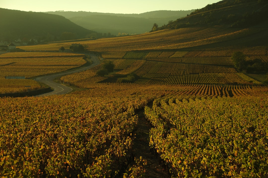 Chablis Wine Region Guide