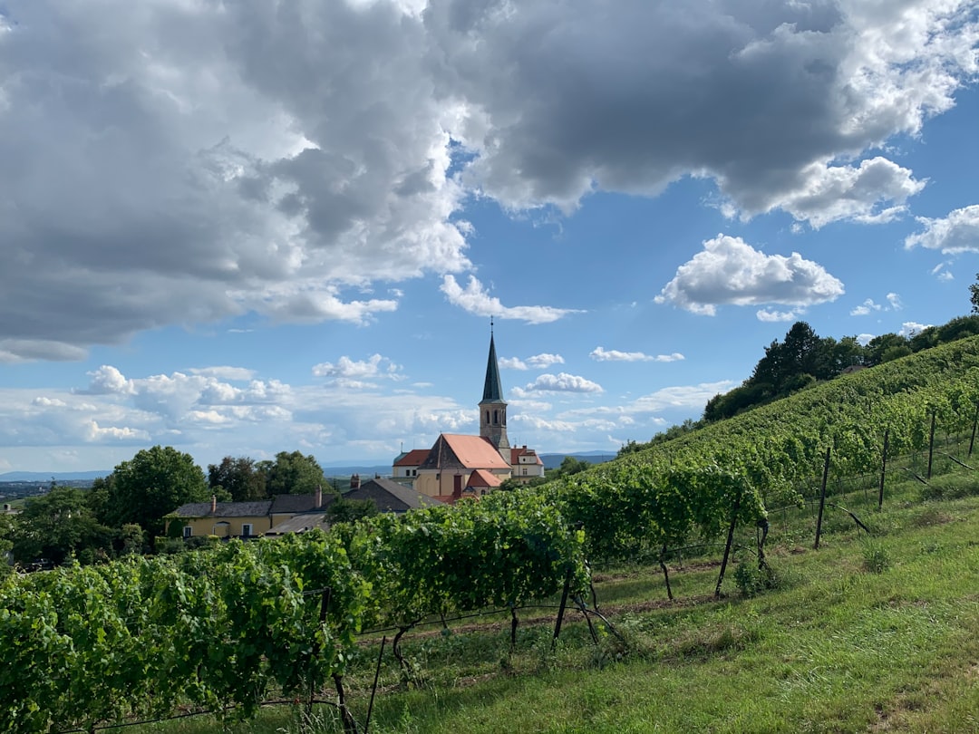Kamptal Wine Region Guide: Austria's Grüner Veltliner & Riesling Heartland