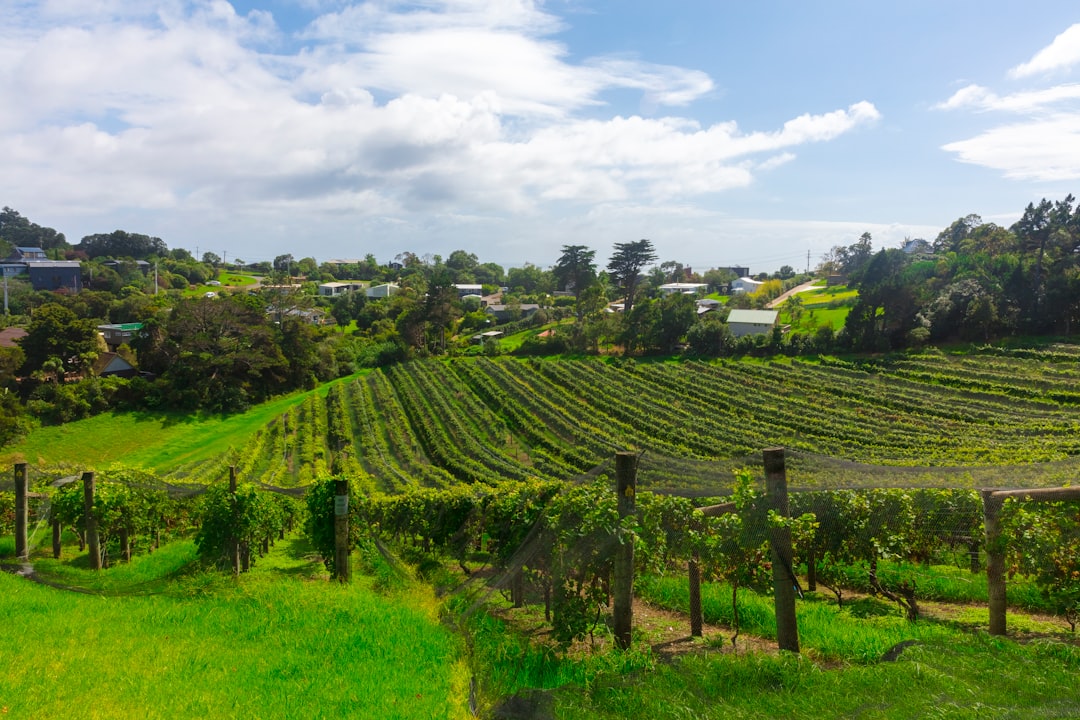 Marlborough Wine Region Guide