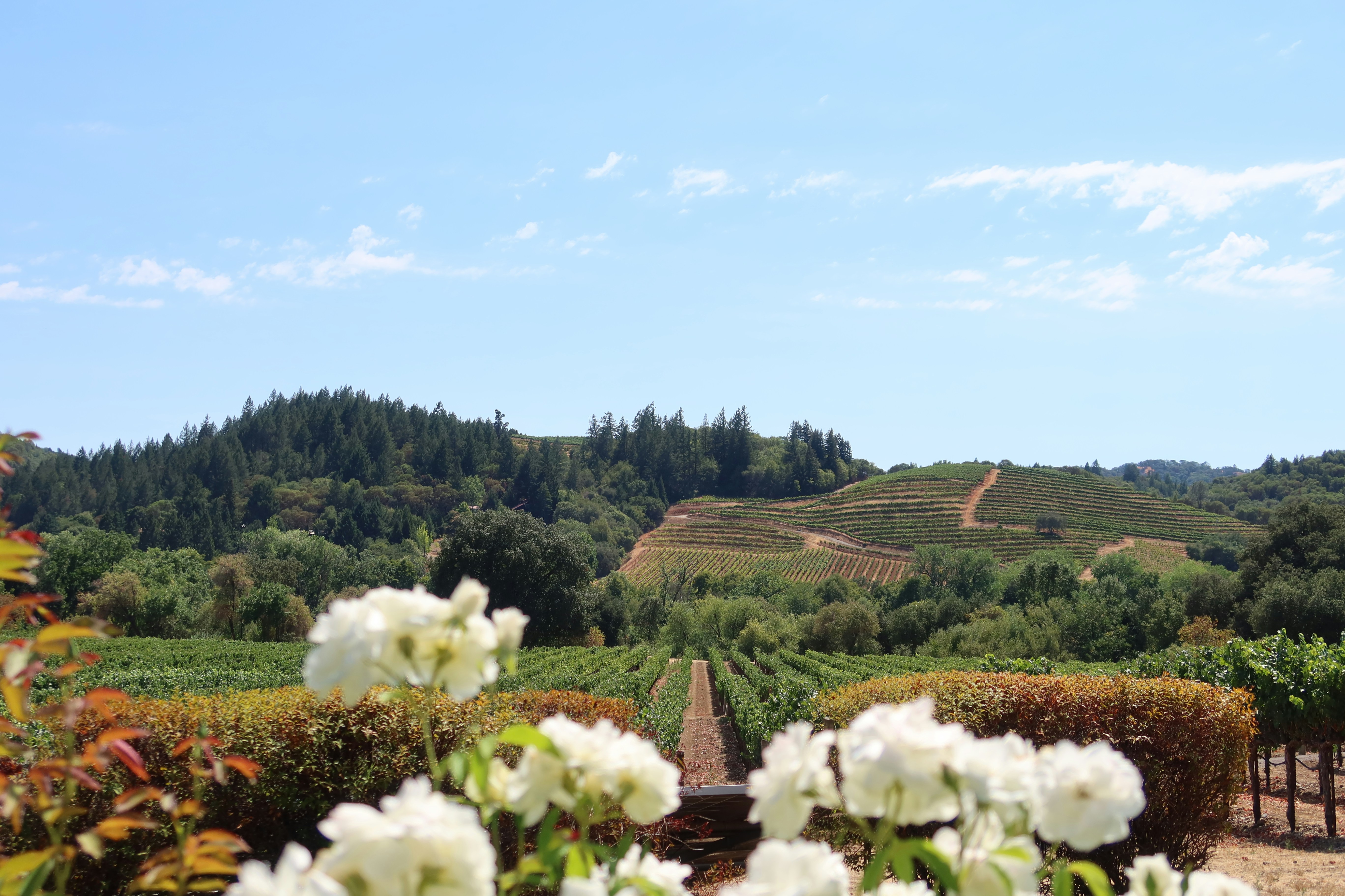 Napa Valley Wine Guide