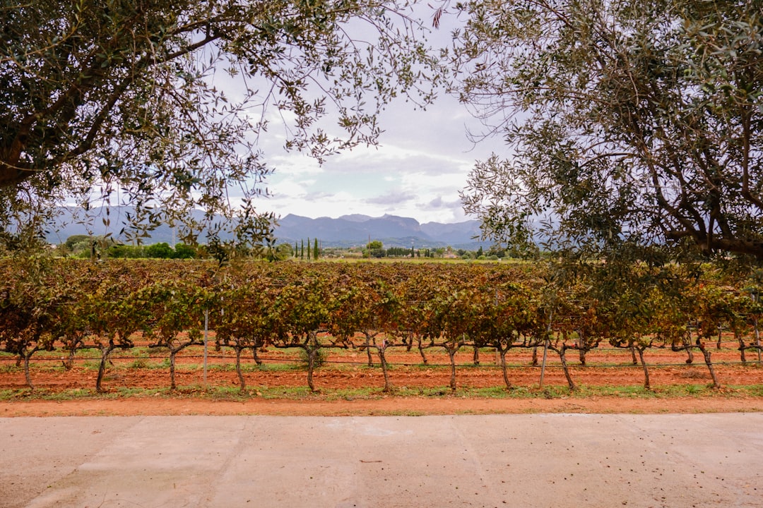 Priorat Wine Region Guide