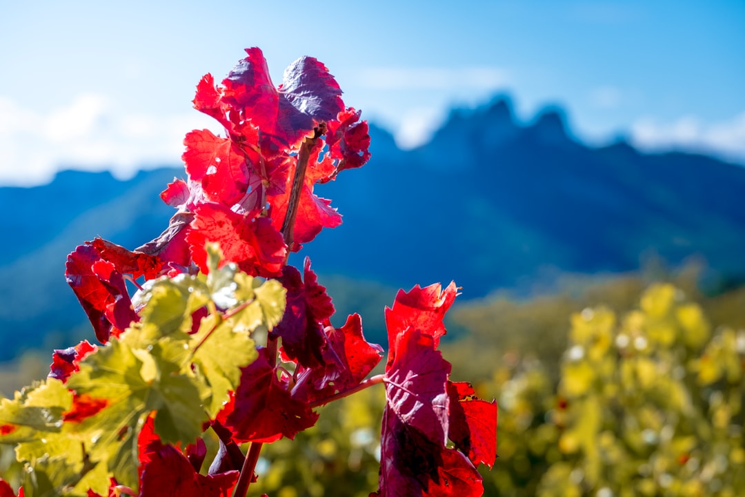 Rhone Valley Wine Region Guide