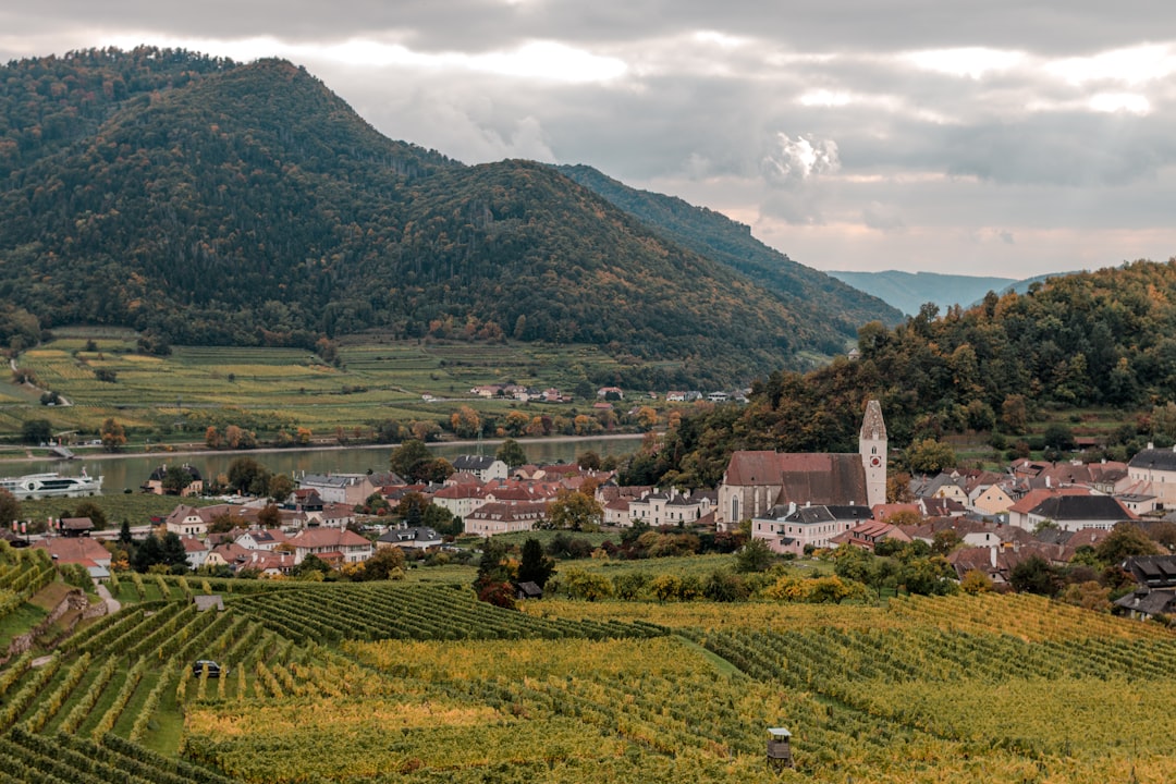 Wachau Wine Region Guide: Austria's Most Dramatic Vineyard Landscape