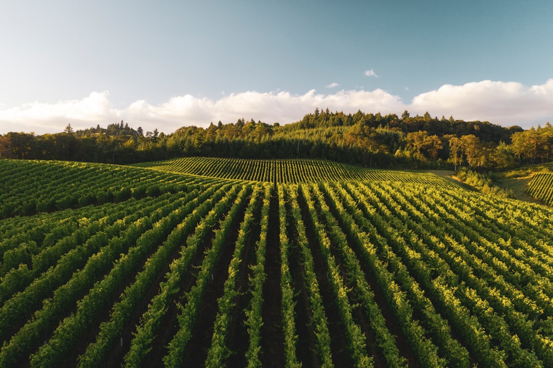 Willamette Valley Wine Region Guide